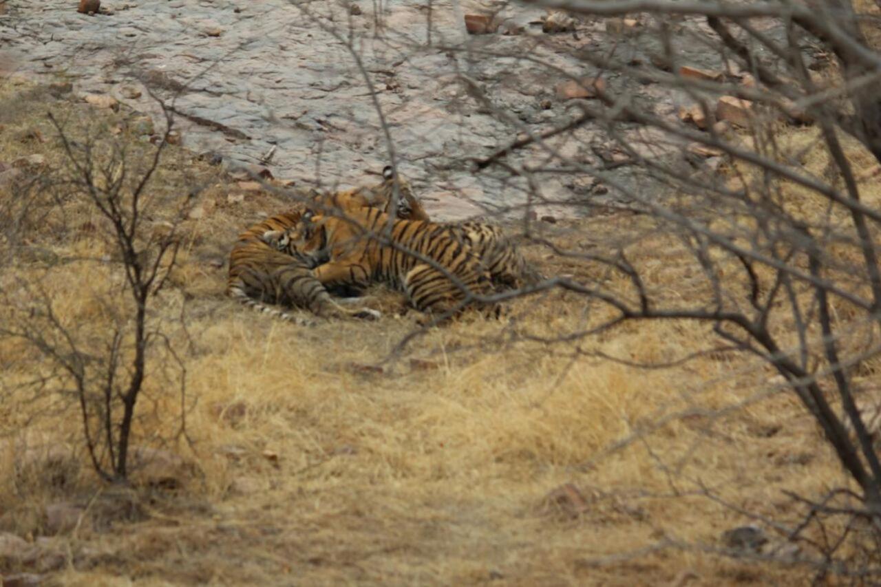 Hotel Tiger Regency Resort Sawai Madhopur Dış mekan fotoğraf